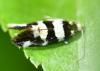 Denisia sp.